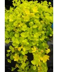Вербейник монетчастий (жовтолистий)|Lysimachia nummularia ‘Aurea’|Вербейник монетчатый (желтолистный)